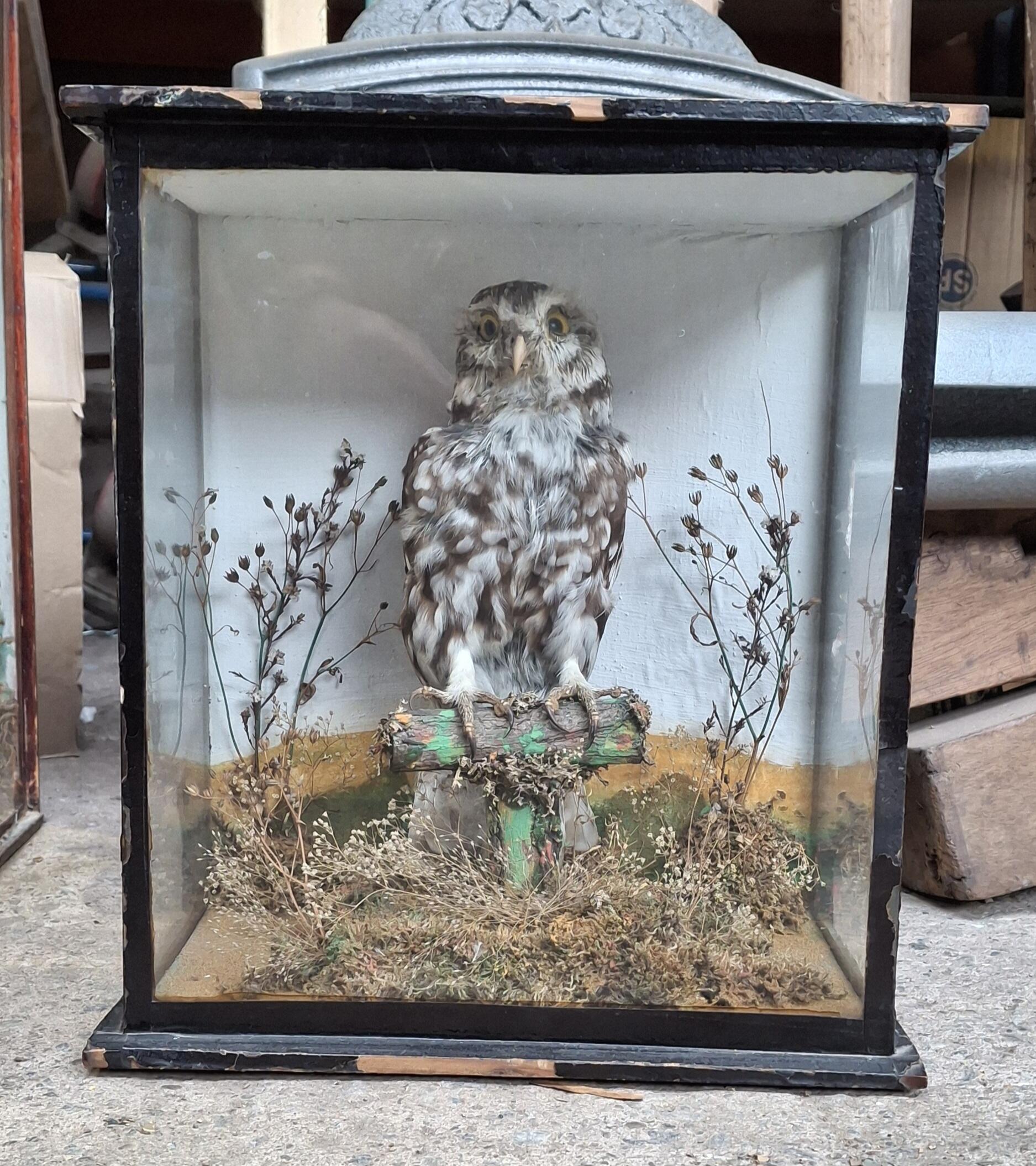 Antique Taxidermy Little Owl Display Case