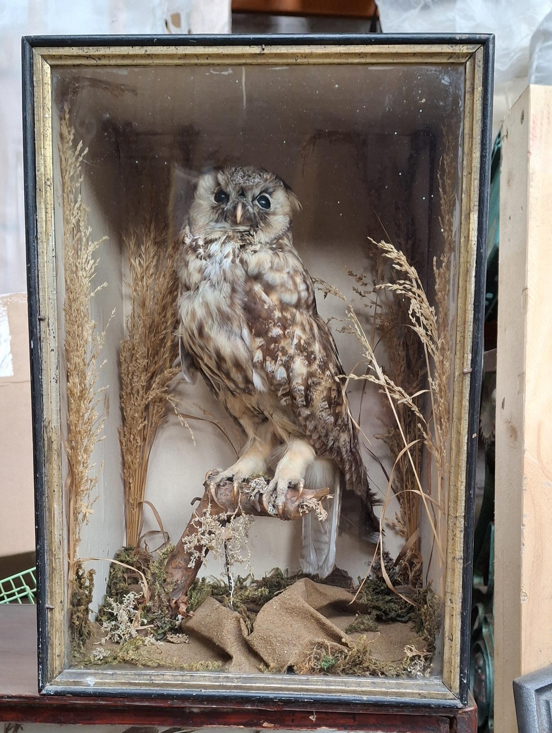 Antique Taxidermy Long-Eared Owl Display