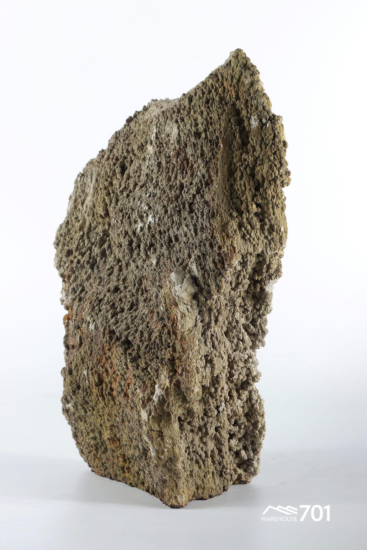 Highly Textured Fragment of Prehistoric Petrified Tree
