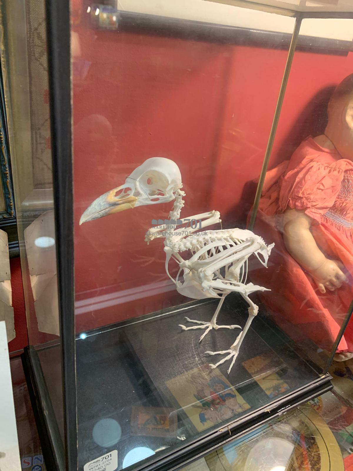 Bird skeleton in a glazed display case
