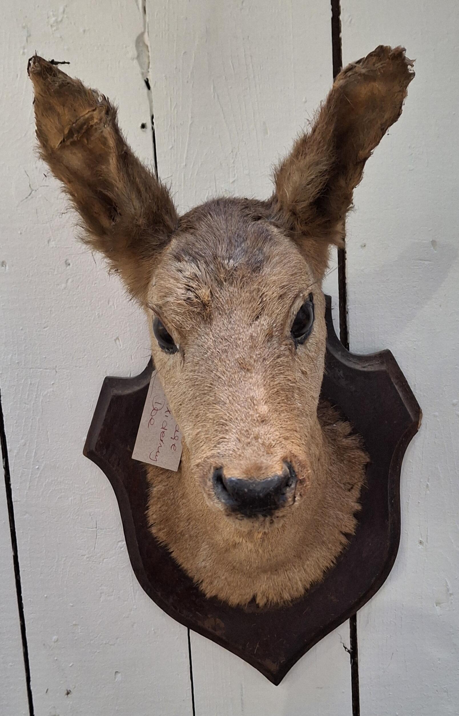 Charming Vintage Taxidermy Doe on Plaque