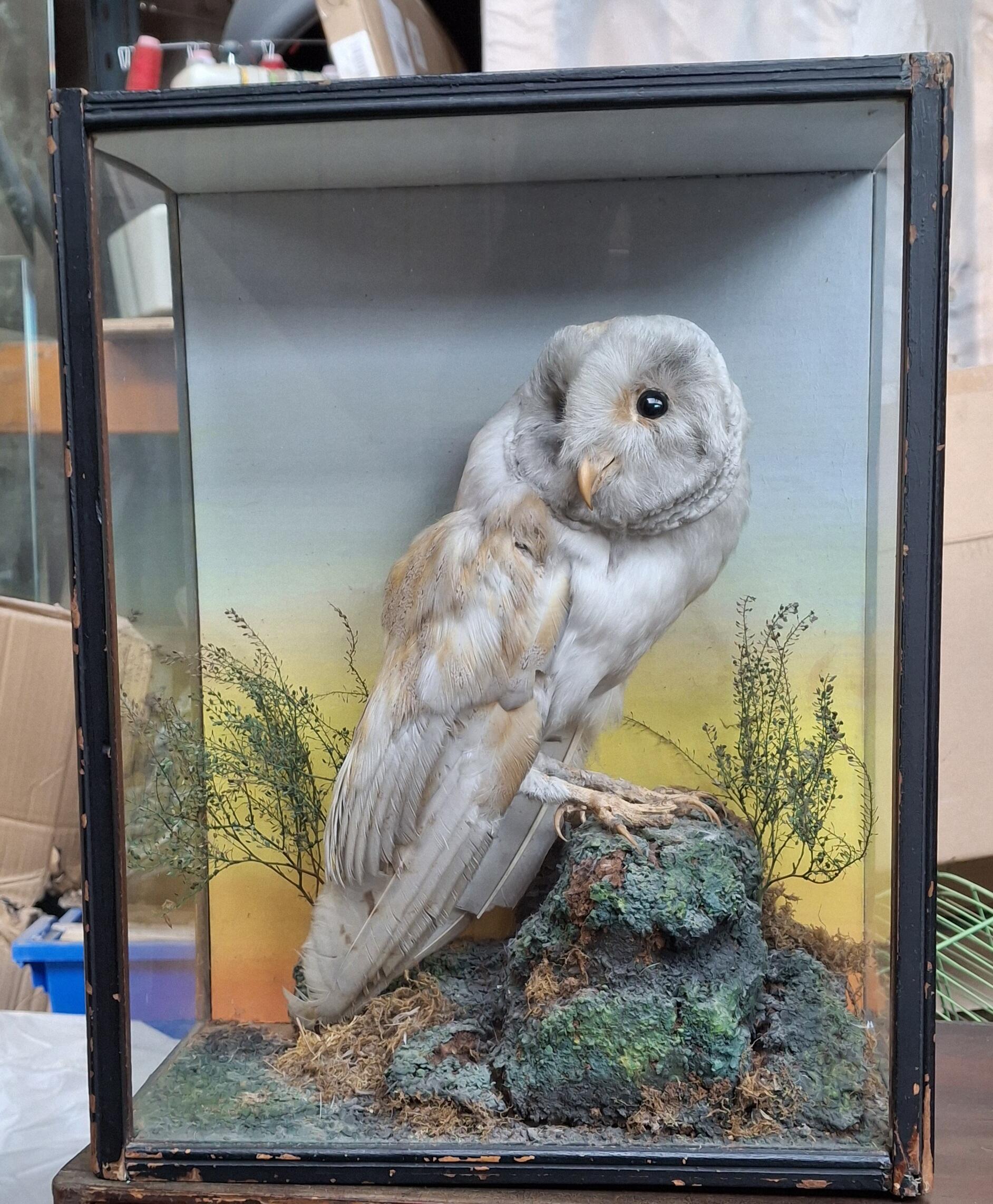 Antique Taxidermy Barn Owl in Display Case