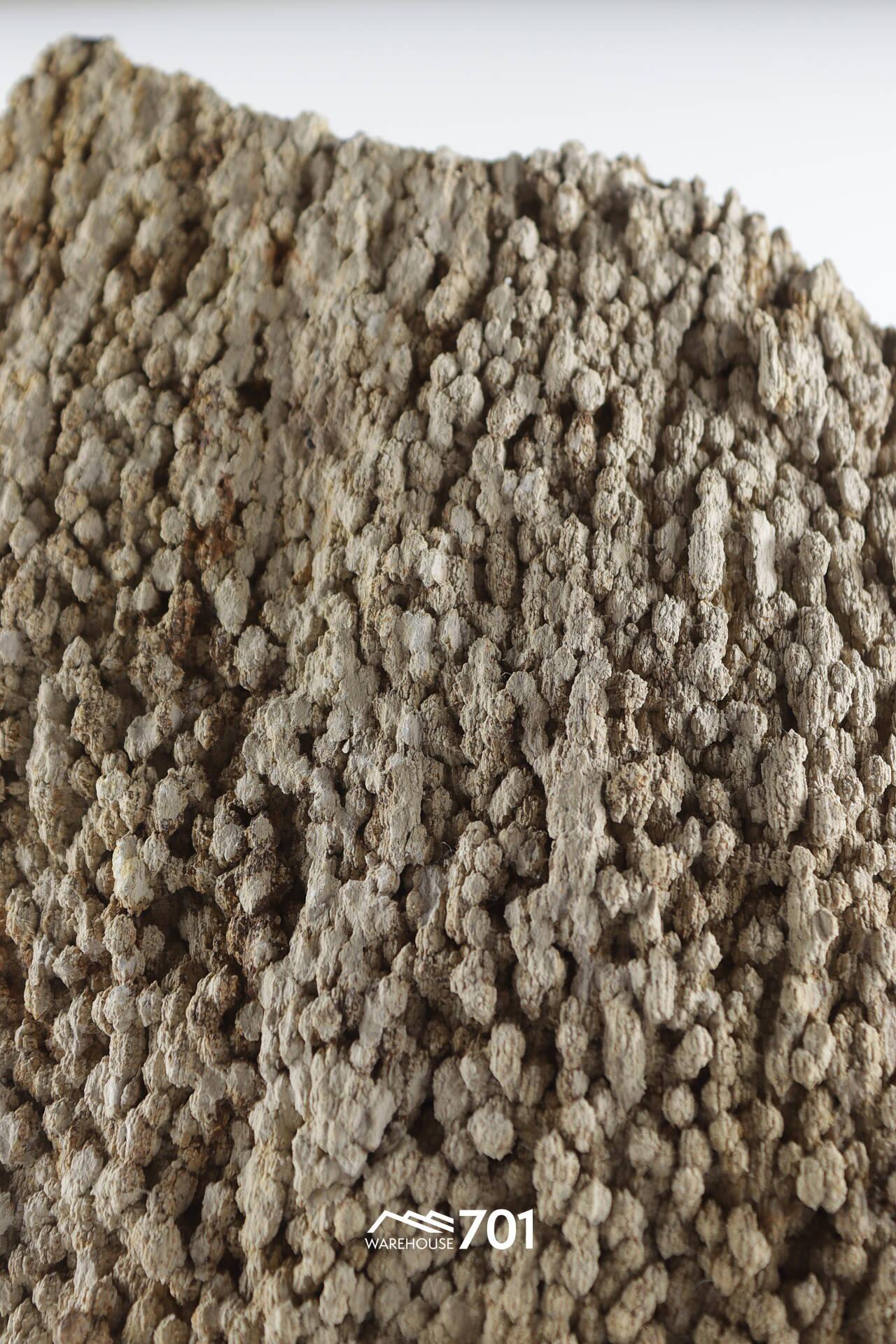 Highly Textured Fragment of Prehistoric Petrified Tree