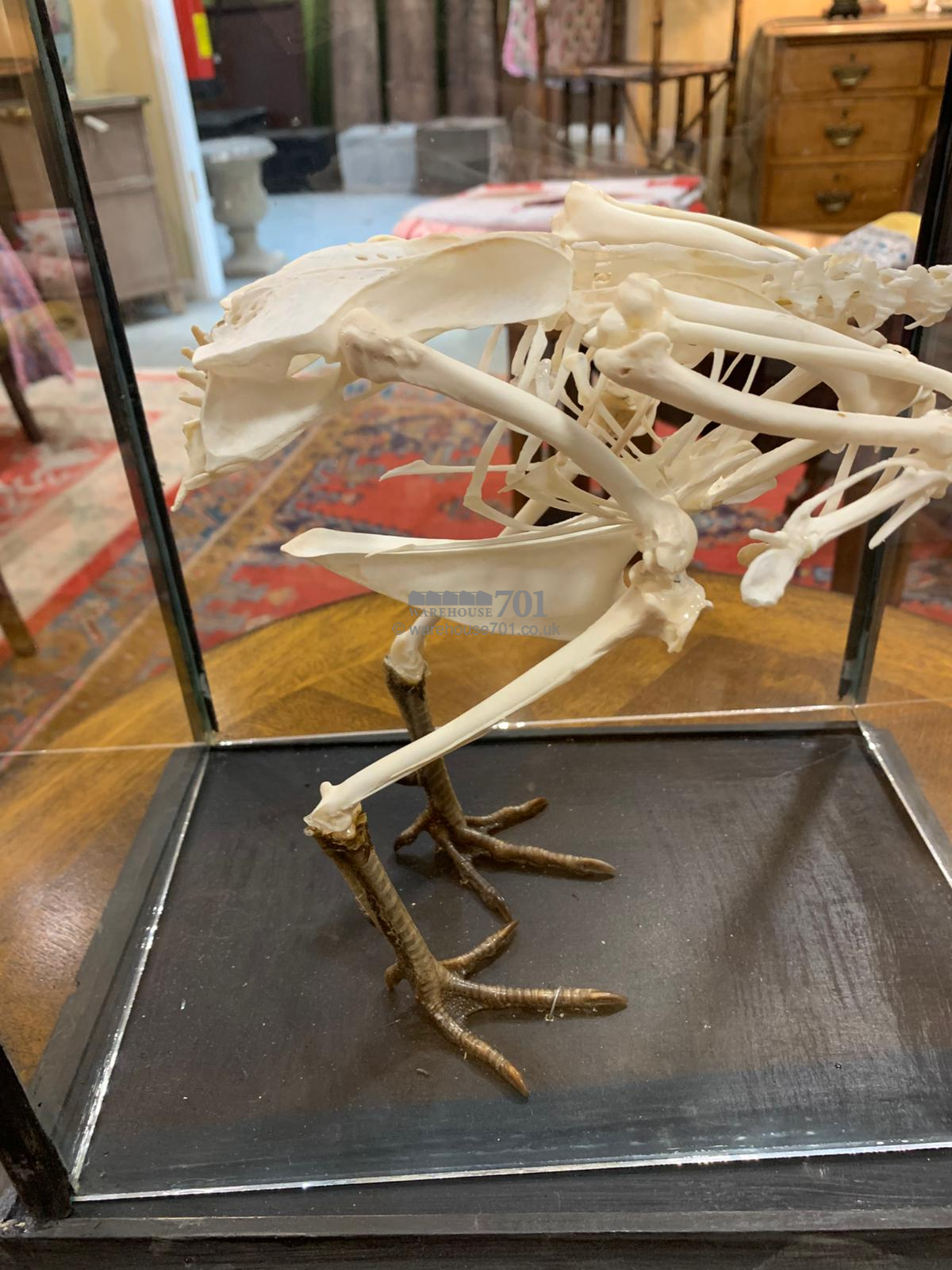 Chicken skeleton