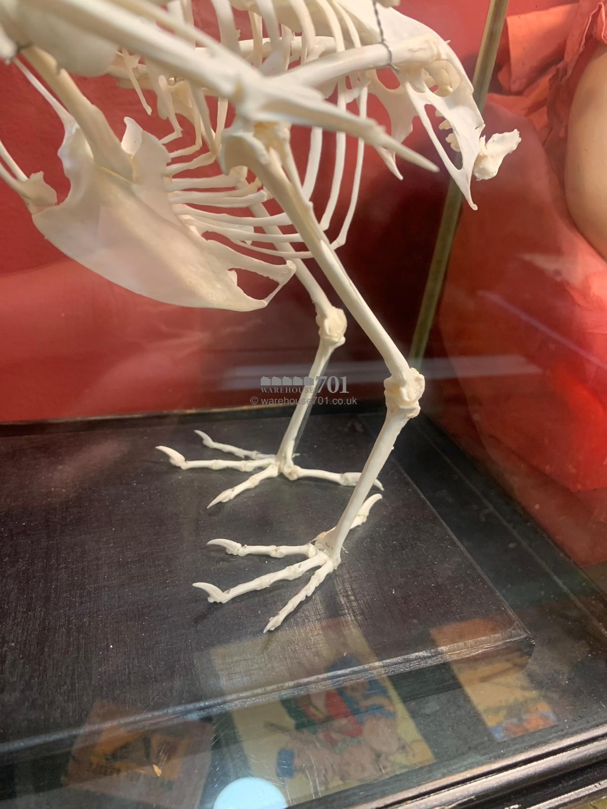 Bird skeleton in a glazed display case