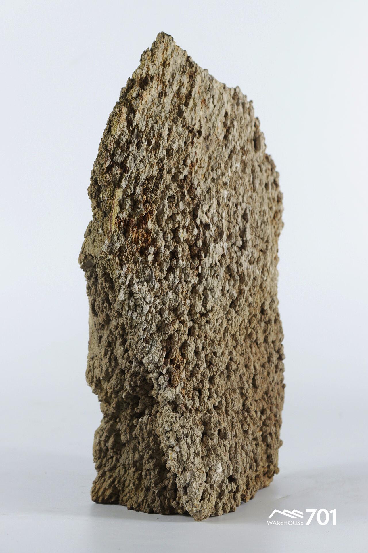 Highly Textured Fragment of Prehistoric Petrified Tree