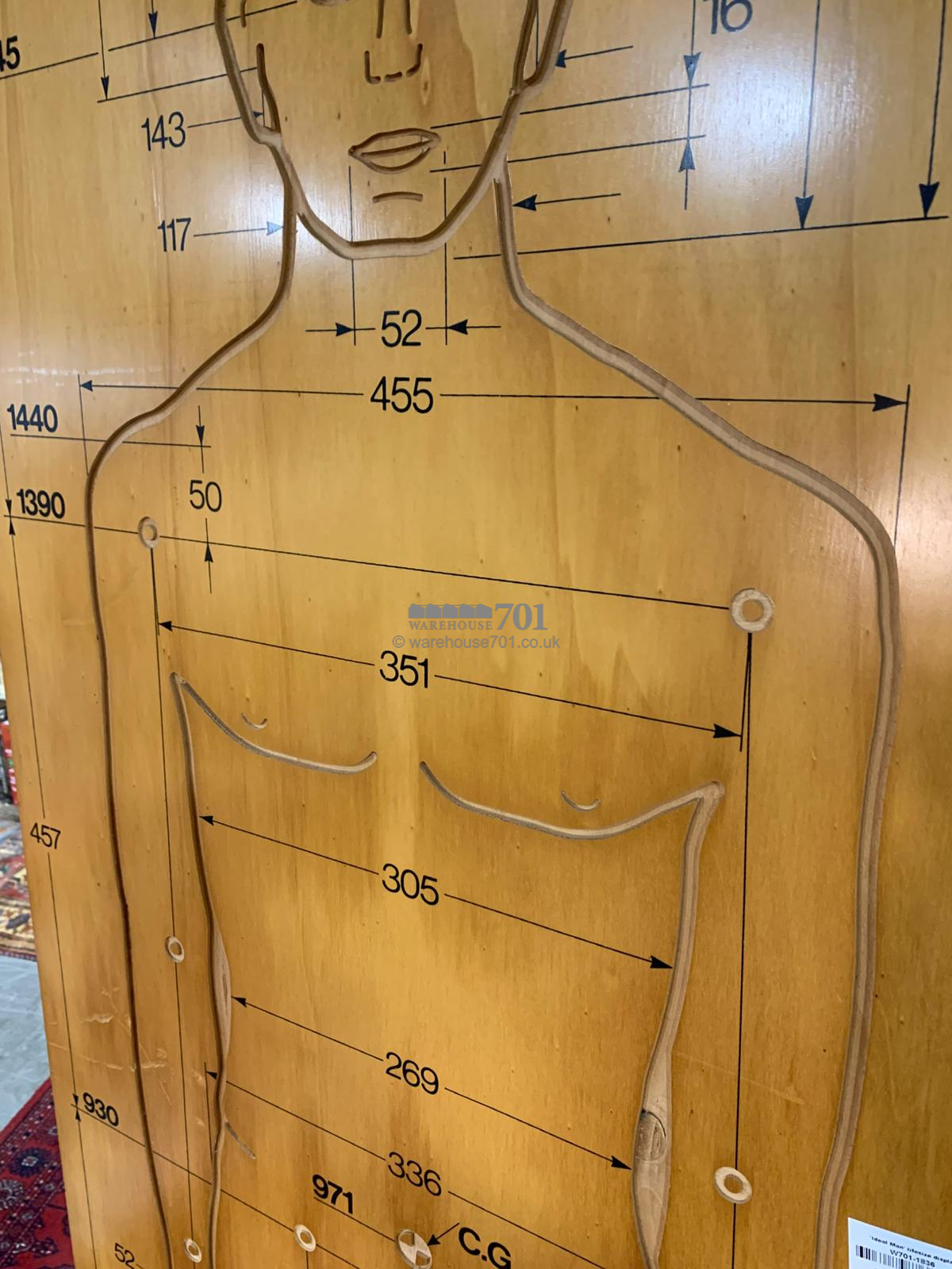 'Ideal man' life size diagram on wood
