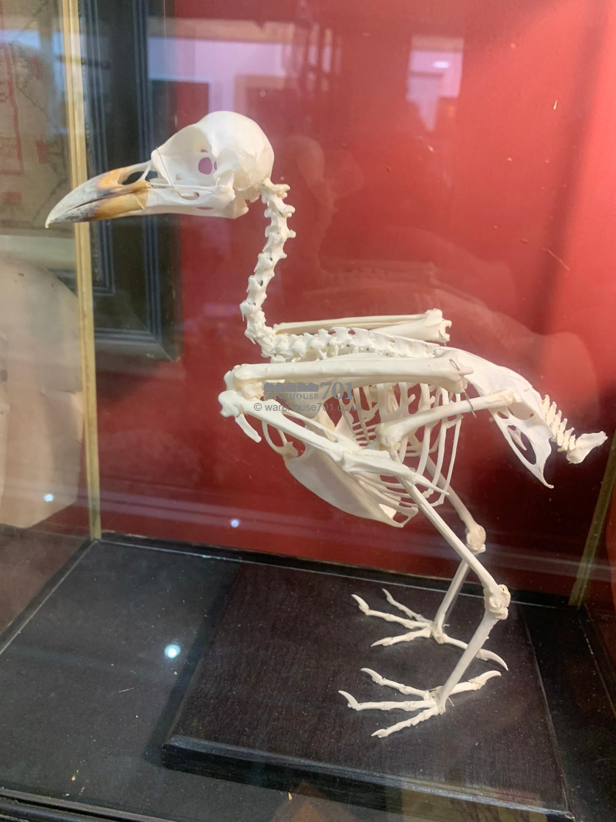 Bird skeleton in a glazed display case