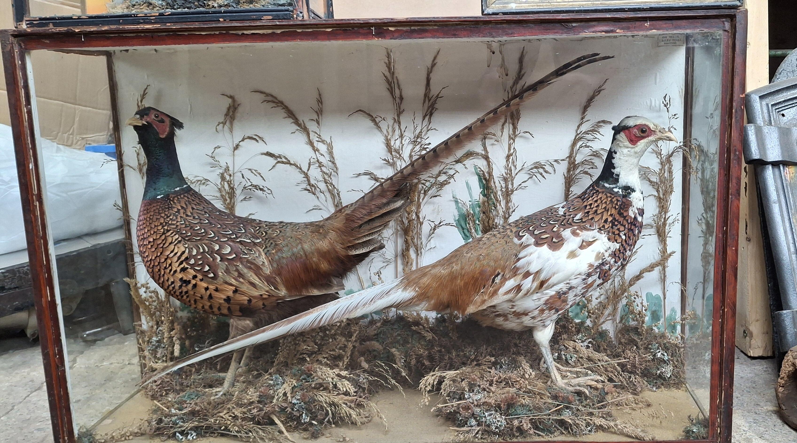 Antique Taxidermy Brace of Pheasants in Case