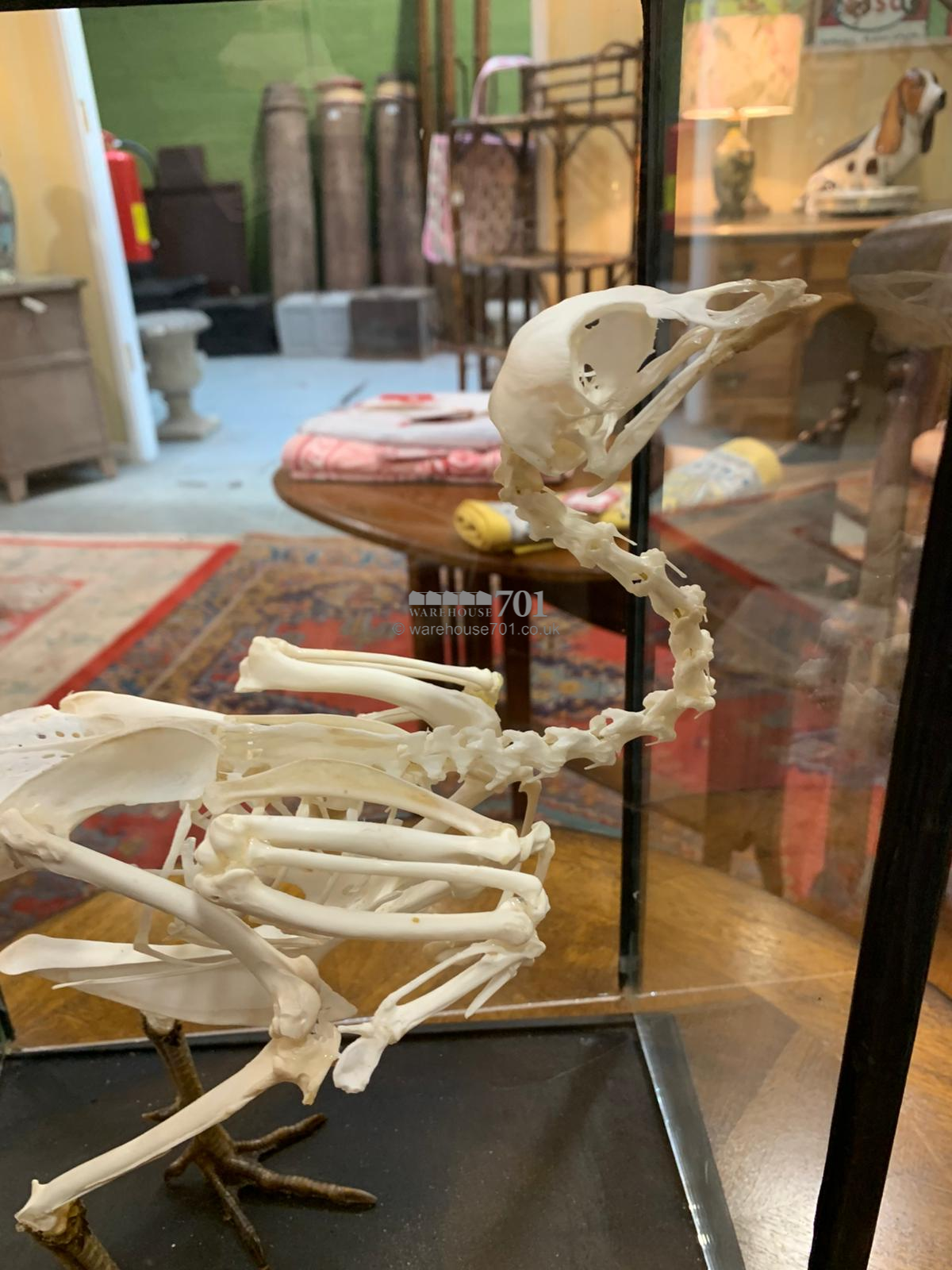Chicken skeleton