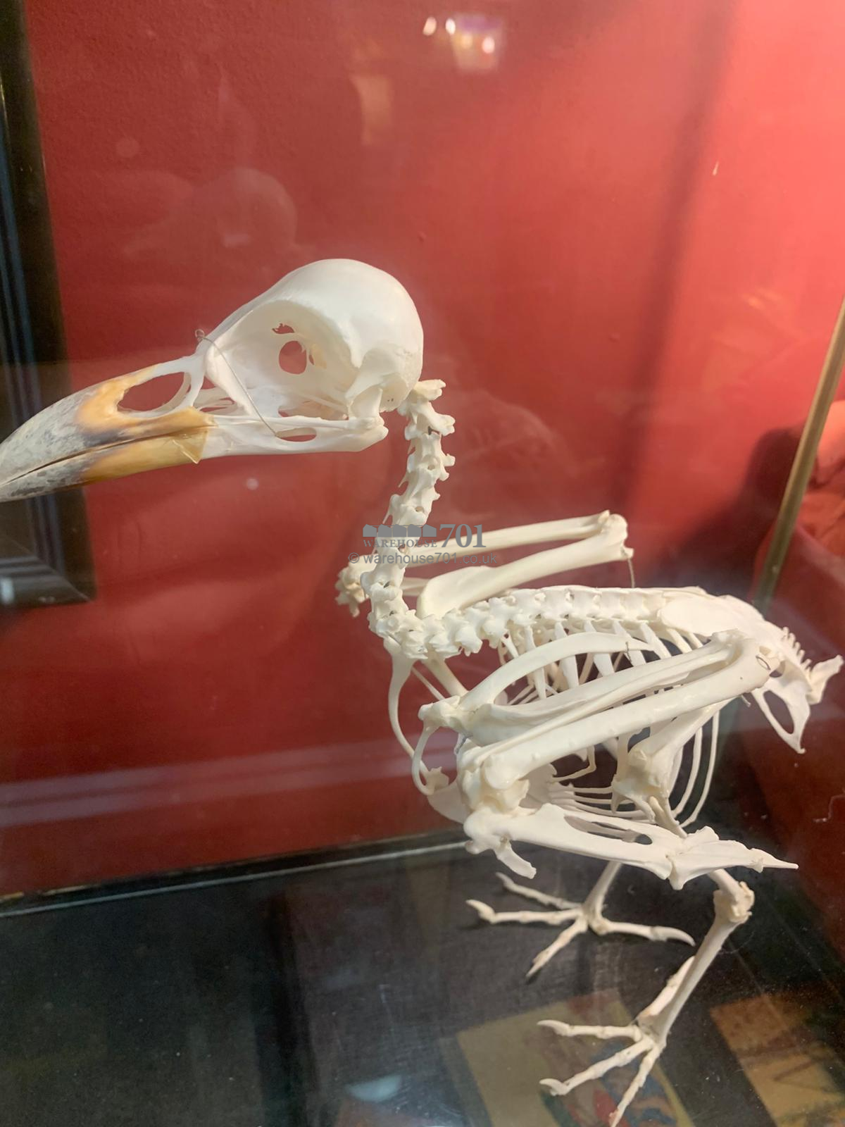 Bird skeleton in a glazed display case