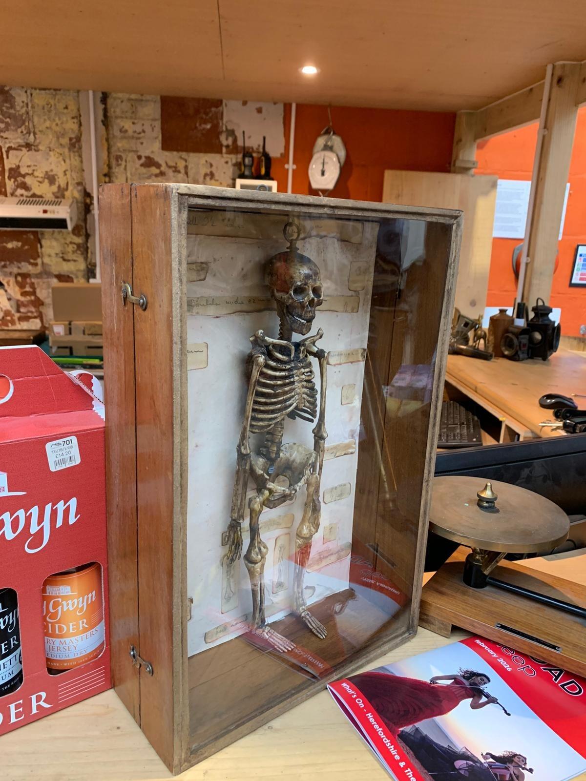 Antique model of a skeleton in case