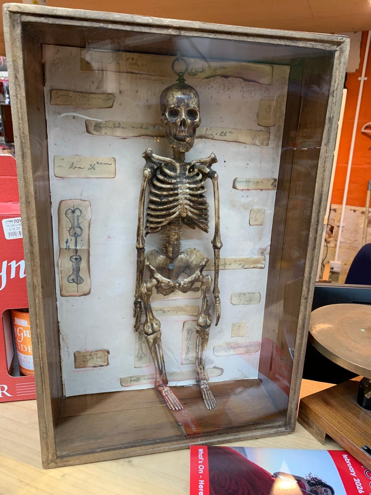 Antique model of a skeleton in case