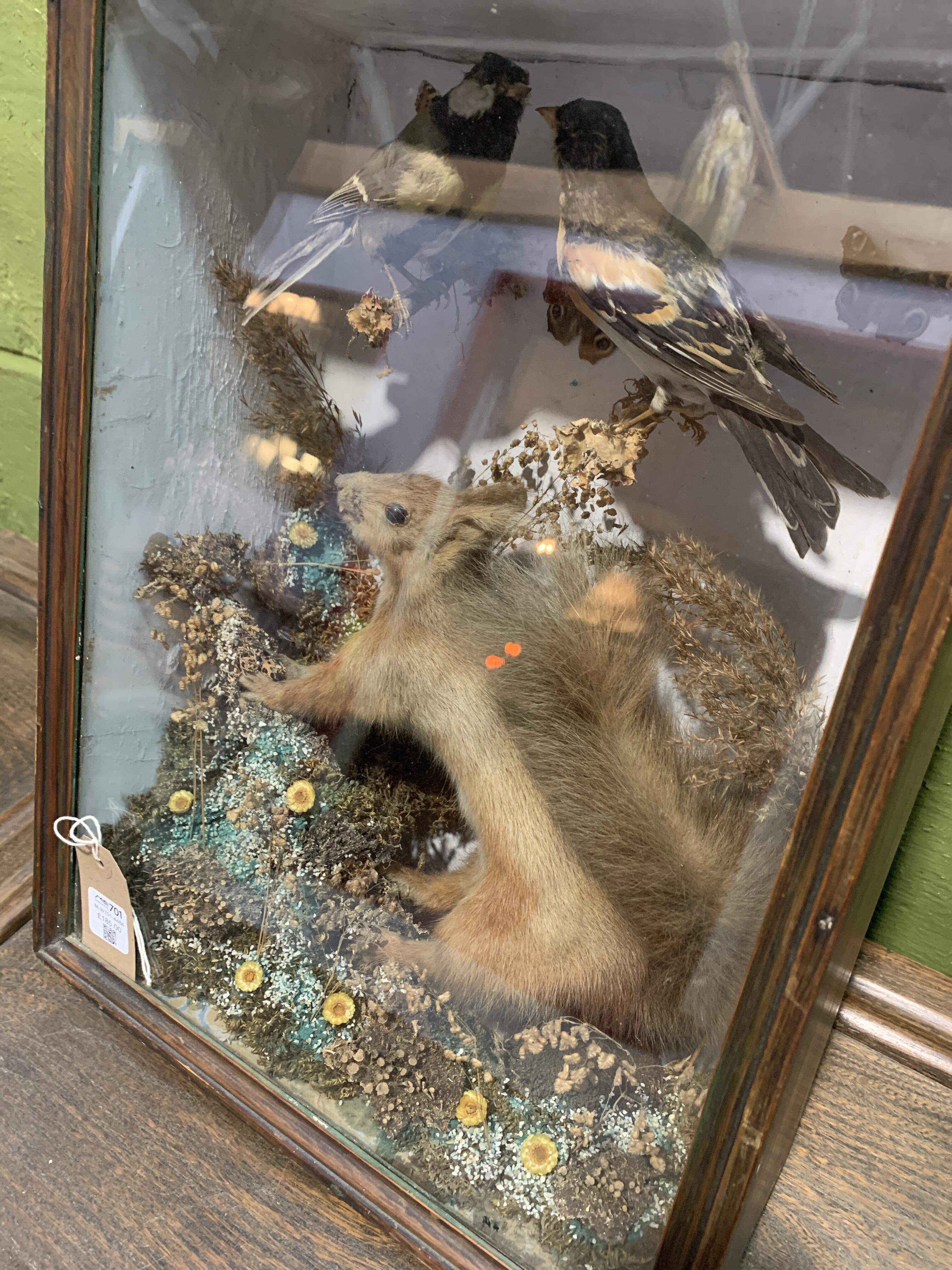 Antique Taxidermy Display - Red Squirrel & Birds