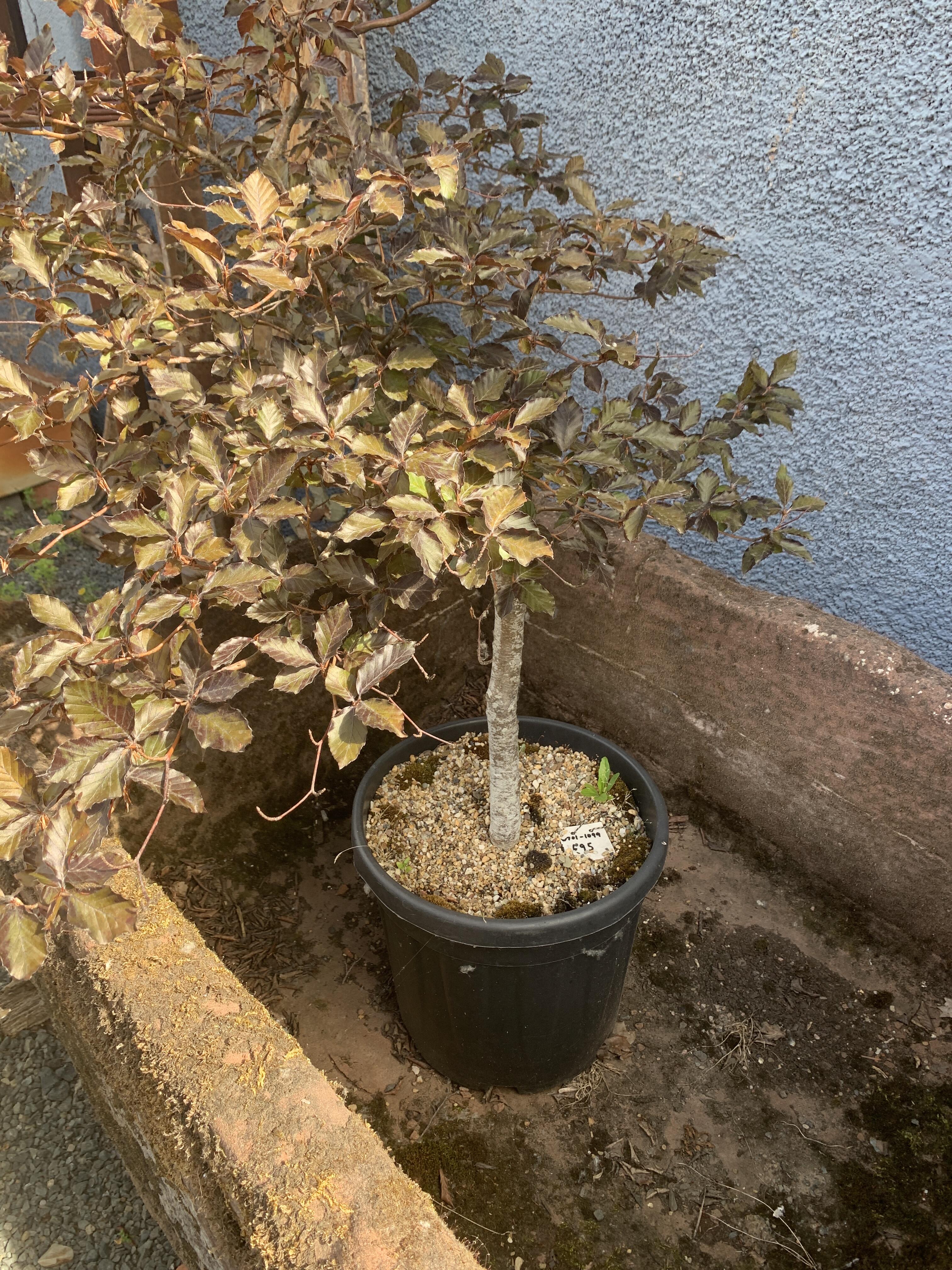5ft Purple Beech Tree in Pot