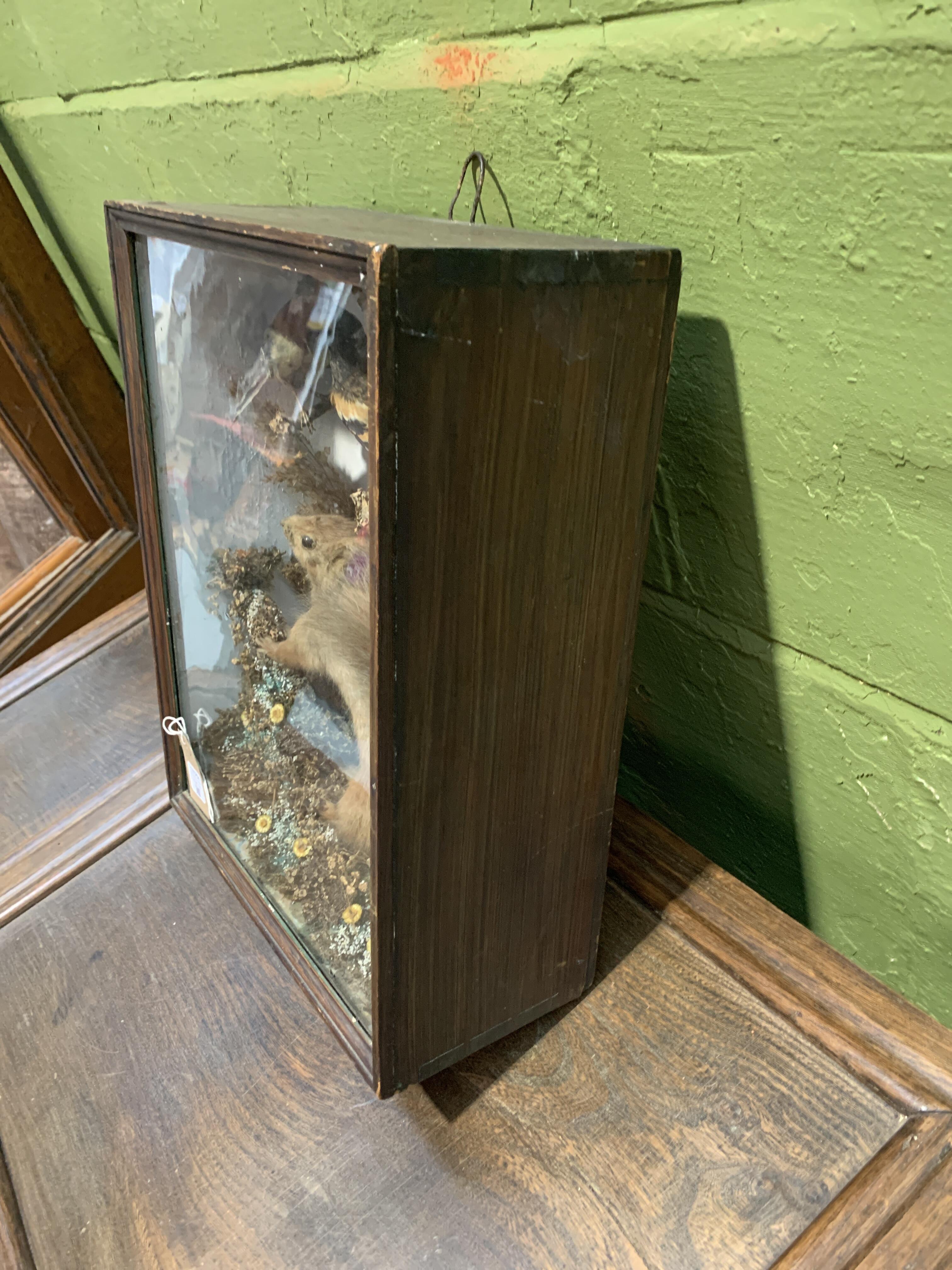 Antique Taxidermy Display - Red Squirrel & Birds