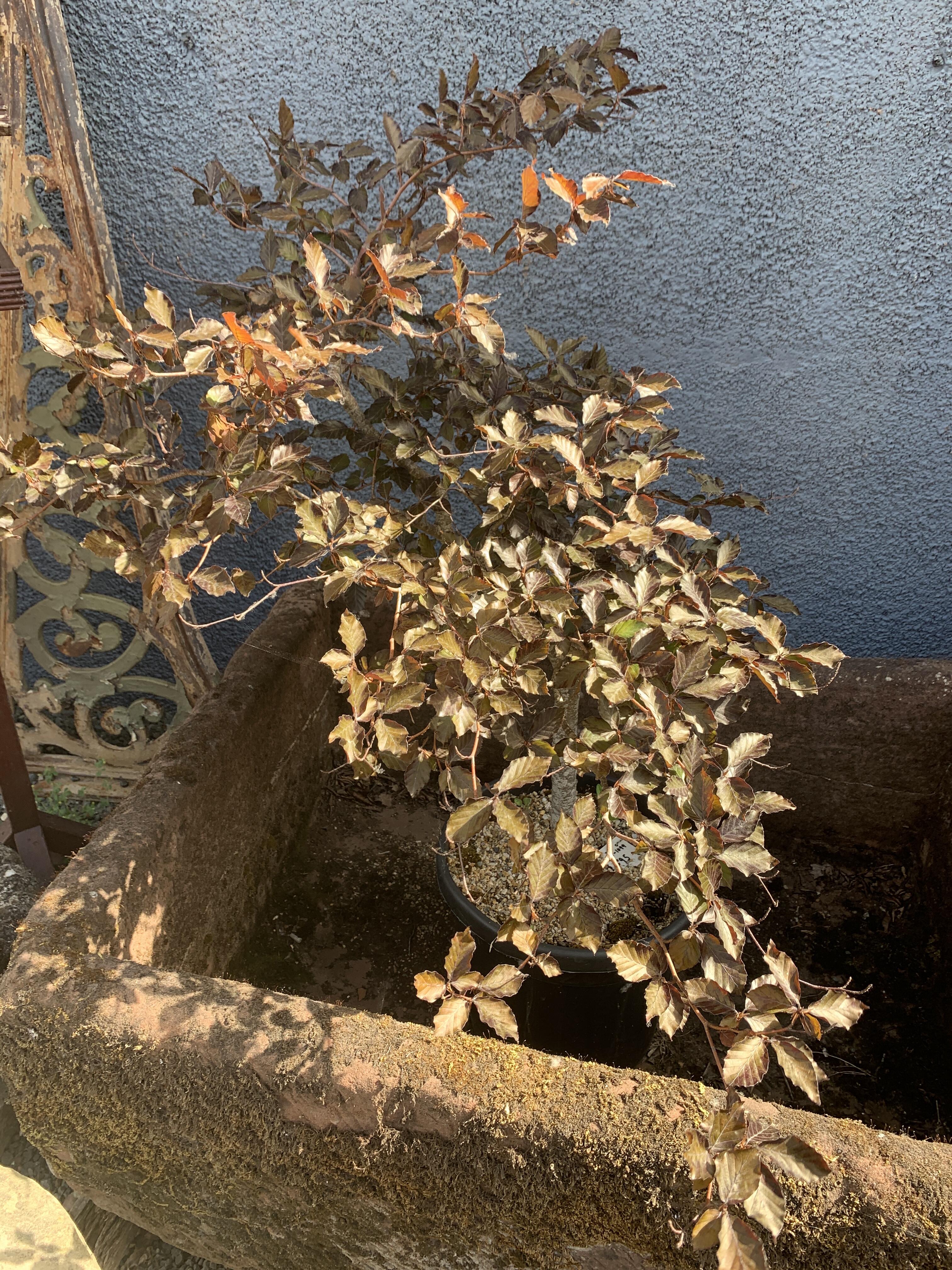 5ft Purple Beech Tree in Pot