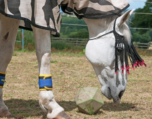 Alternative Pain Relief for Horses