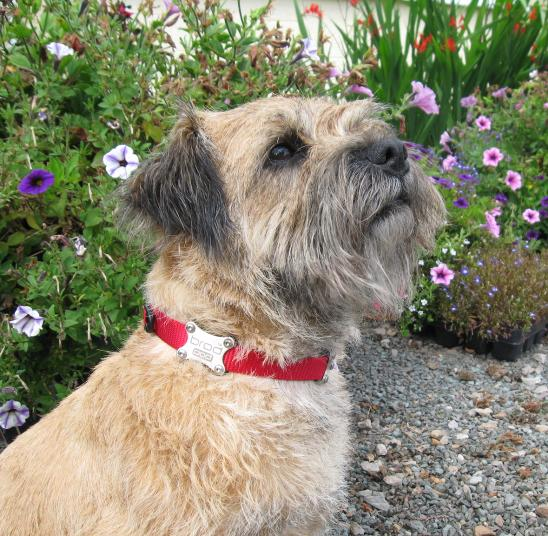 Magnetic collars for dogs with arthritis
