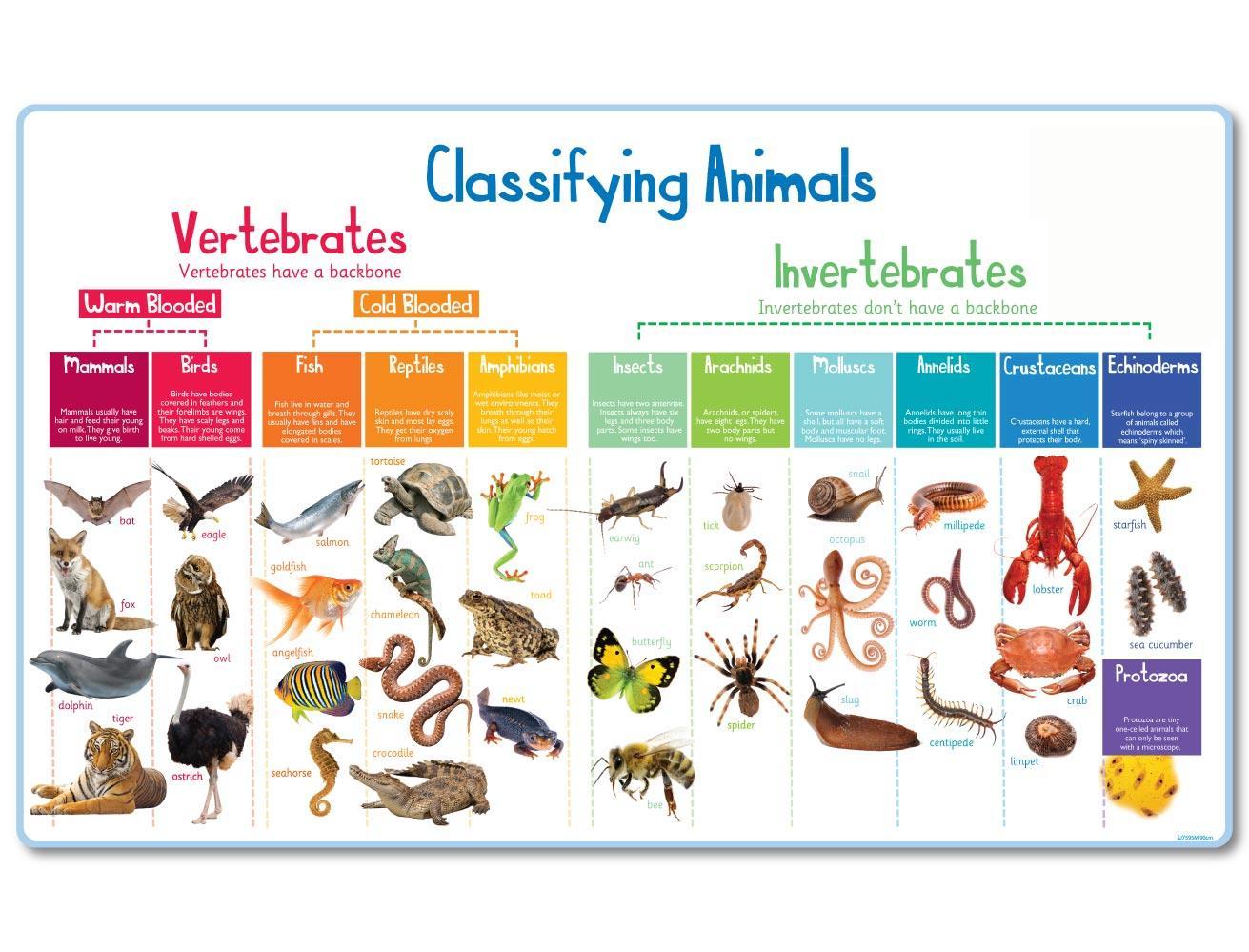 Animal Classification Mural