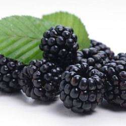 The Flavour Apprentice Blackberry Concentrate