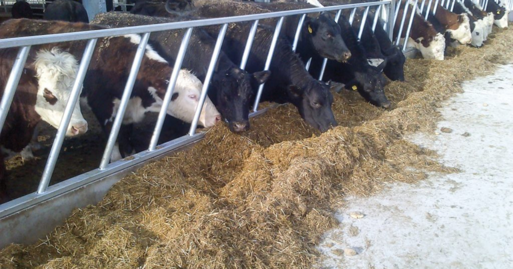 Winter Livestock Housing Equipment