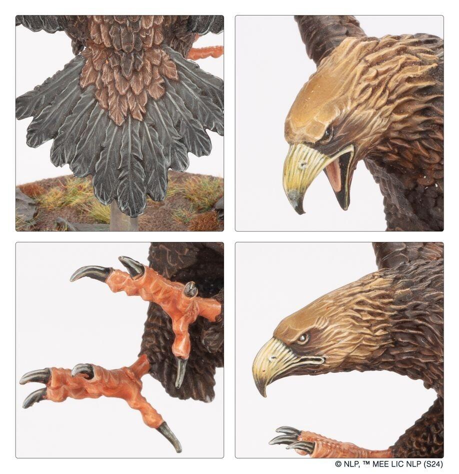 Close-up of Great Eagle talons and feathers