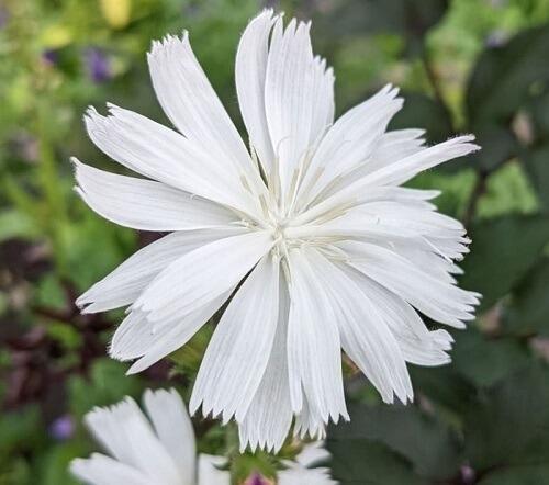 Wild Chicory