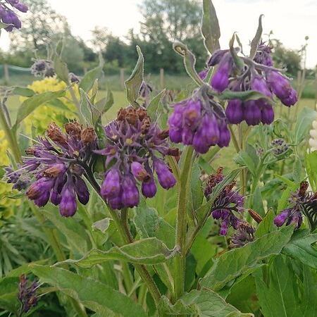 Purple Comfrey