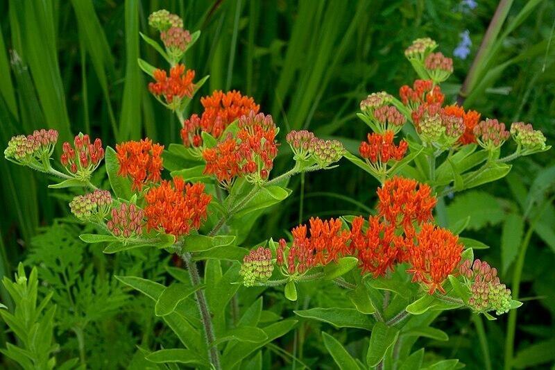 The Butterfly Flower