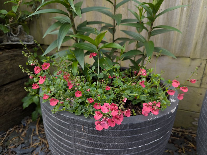 Diascia for containers