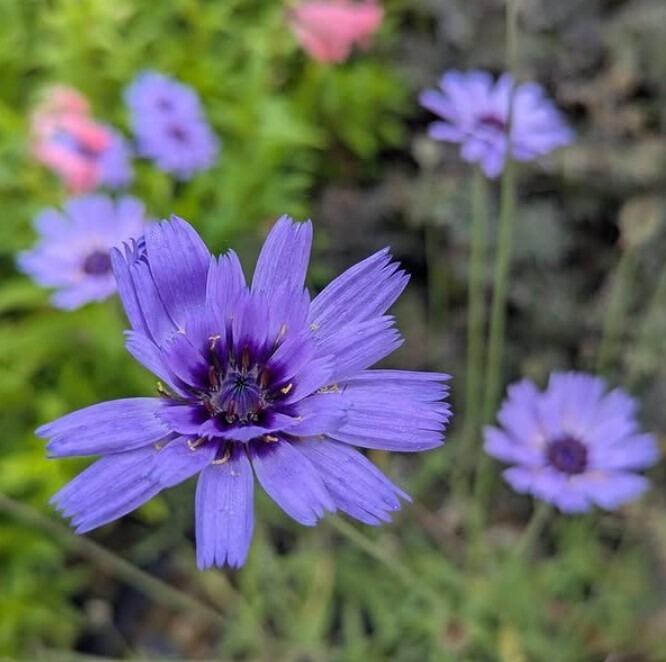 Cupids Dart Flowers