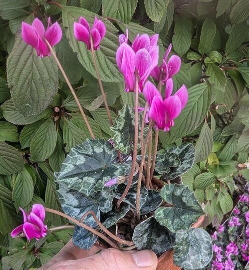 Cyclamen