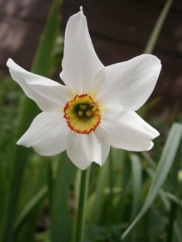 Potted Bulbs