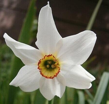 Narcissus 'Pheasant's Eye'