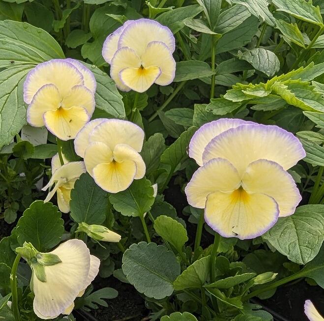 Perennial Viola Etain