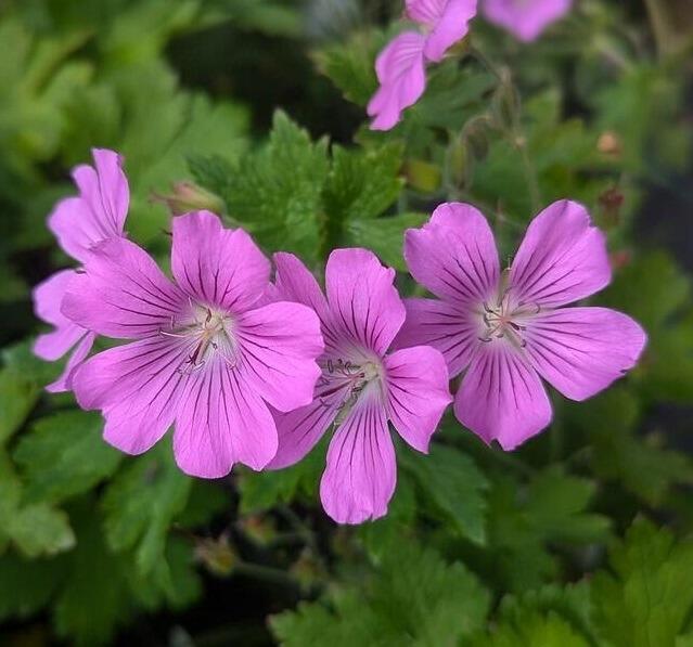 Hardy Geranium Sirak