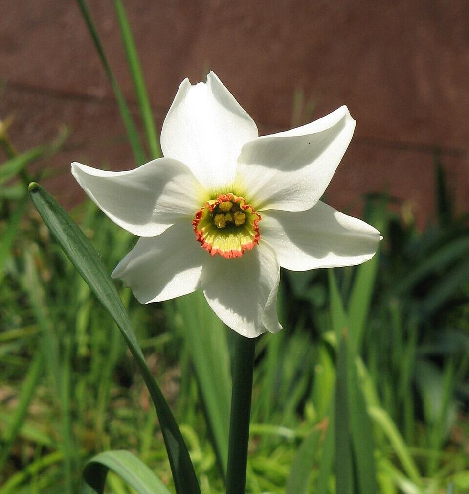 Late Flowering Pheasant's Eye Daffoldil