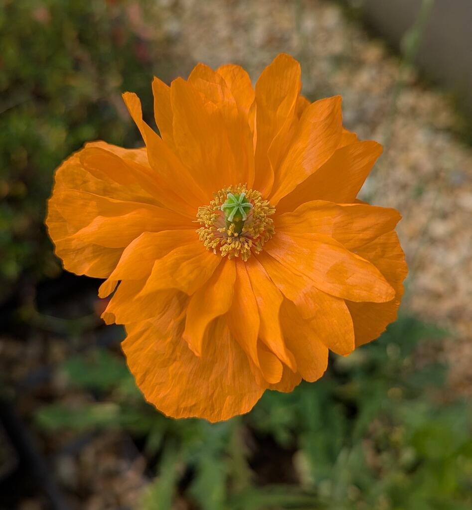 The Spanish Poppy