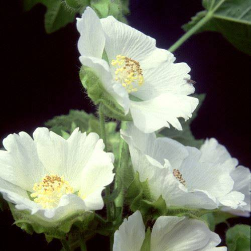 A useful showy shade plant