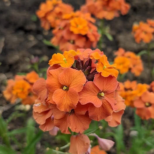 A Beautiful Perennial Wallflower