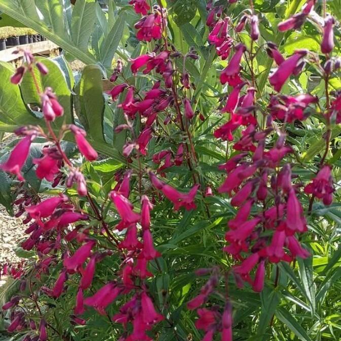 Penstemons for late-summer and autumn colour