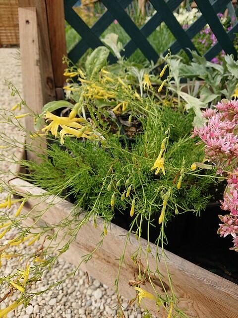 Penstemon Pinifolius Mersea Yellow