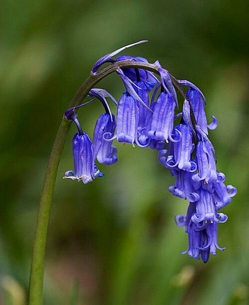 In-the-green Bulbs