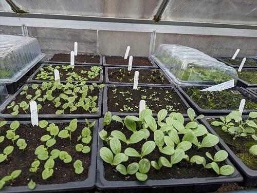 Potting