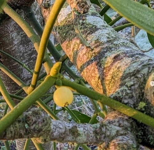 Home grown mistletoe