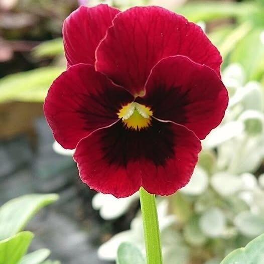 Viola 'Arkwright's Ruby'