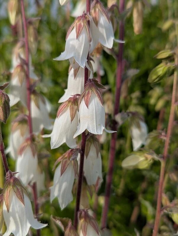 The Cornish Bellflower