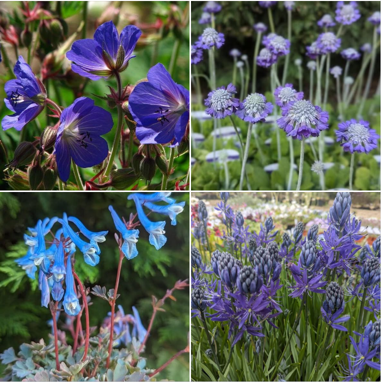 Beautiful Blue Blooms