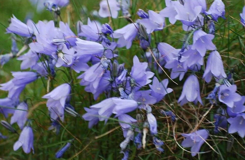 Pollinator Friendly Harebells